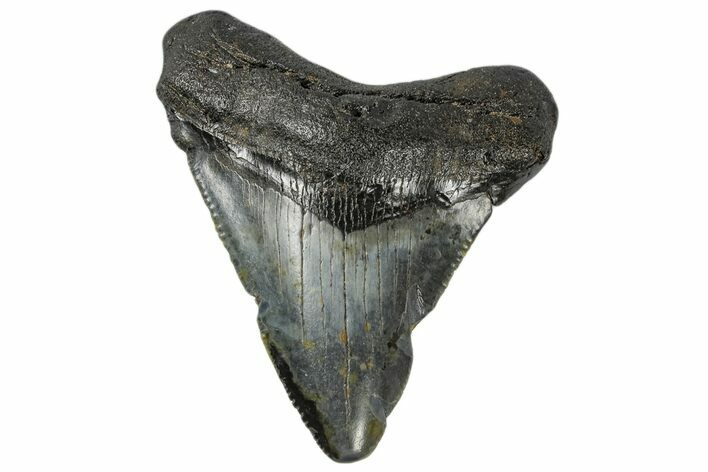 Juvenile Megalodon Tooth - North Carolina #172660